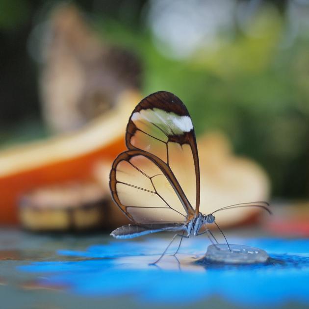 A transparent butterfly
